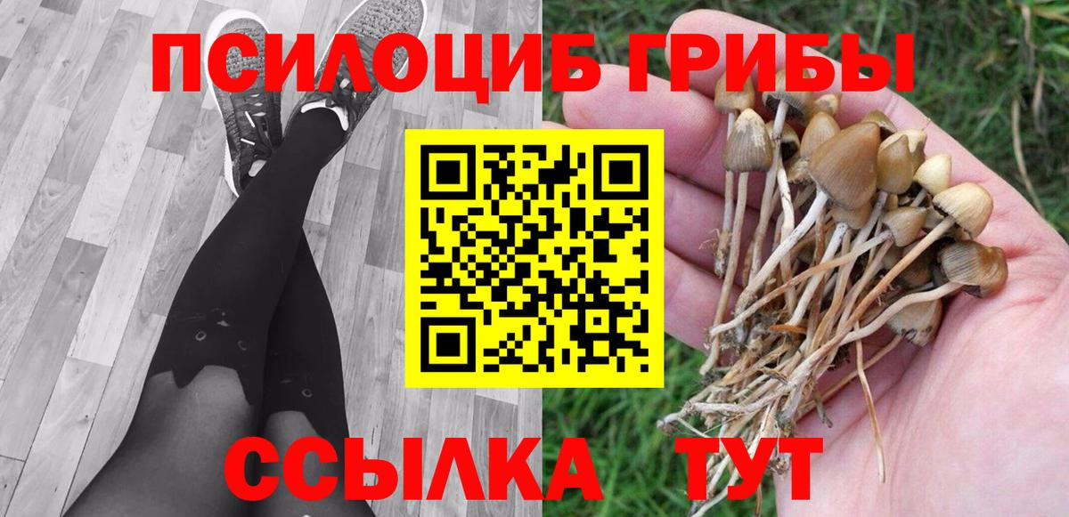 Псилоцибиновые грибы Psilocybe  Вход с VPN  где найти наркотики  Ковров 